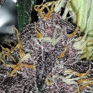 Meet your Posher, Terri